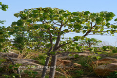 Givotia moluccana